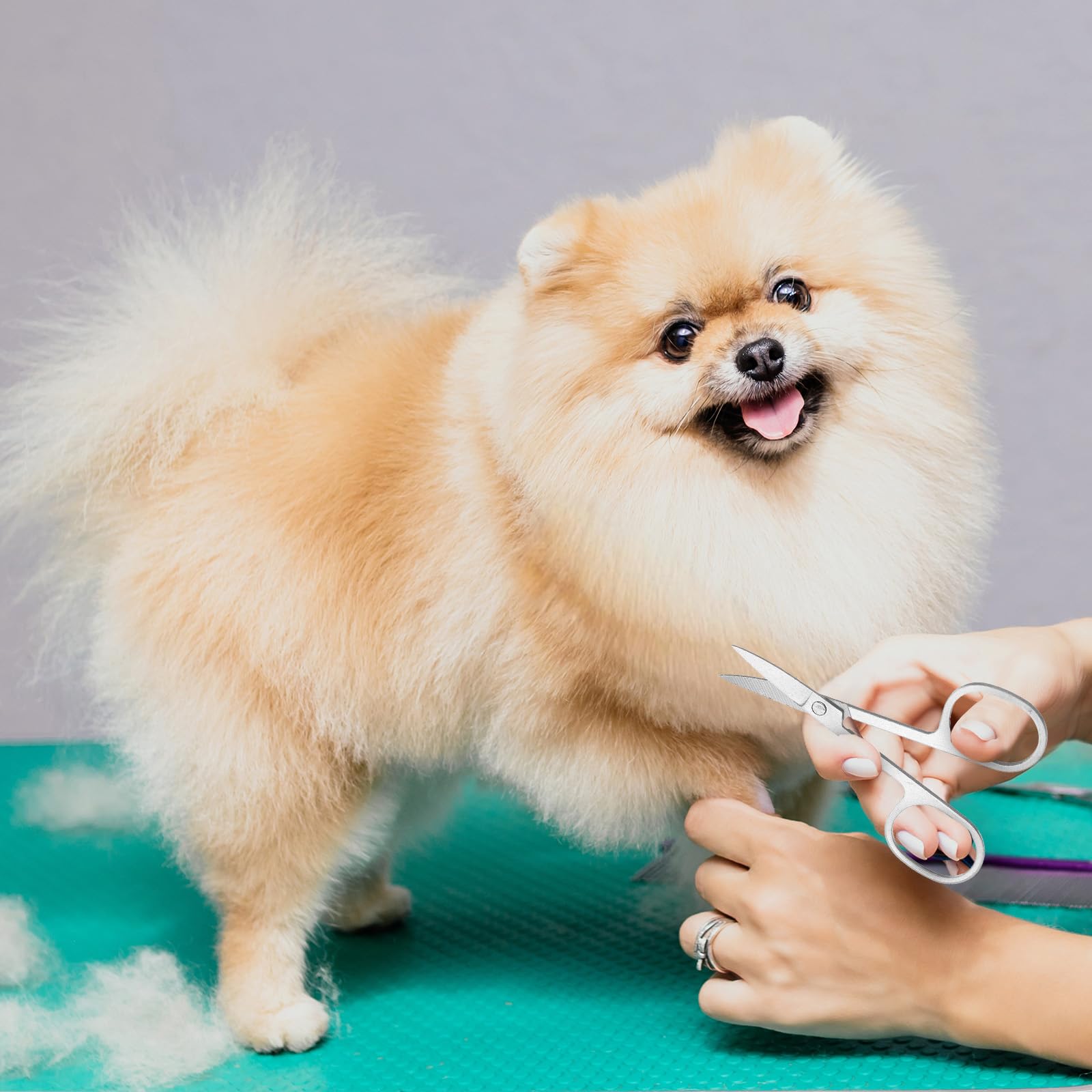 Rust resistant stainless steel dog hair scissors for safe facial pet grooming.