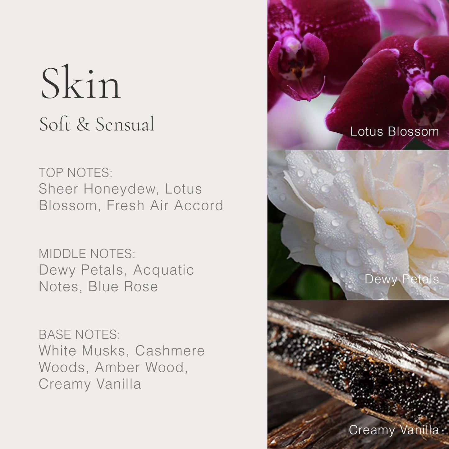 CLEAN CLASSIC 5 piece vegan fragrance gift set packaging back view showing details