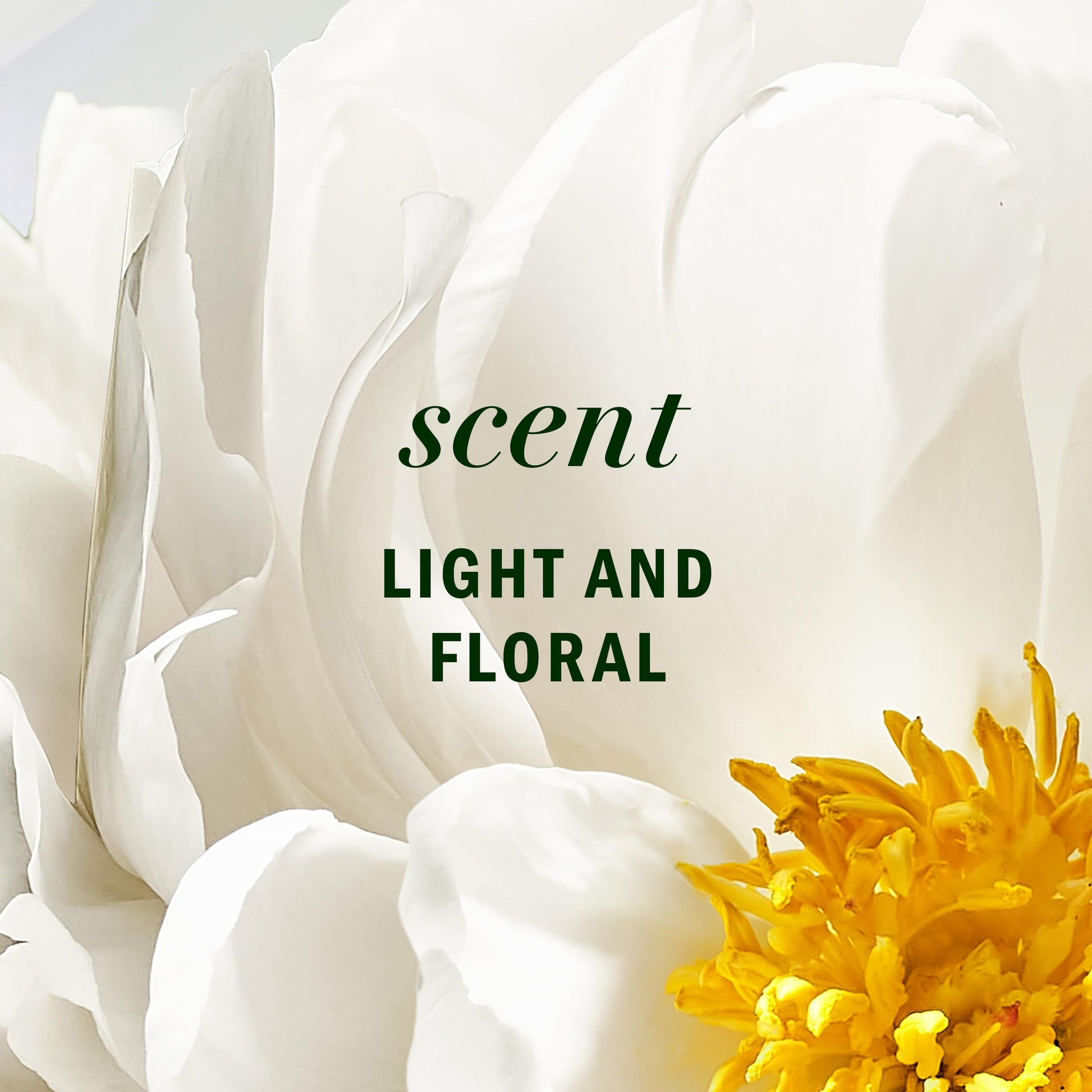 Herbal Essences premium camellia flower hair oil product texture