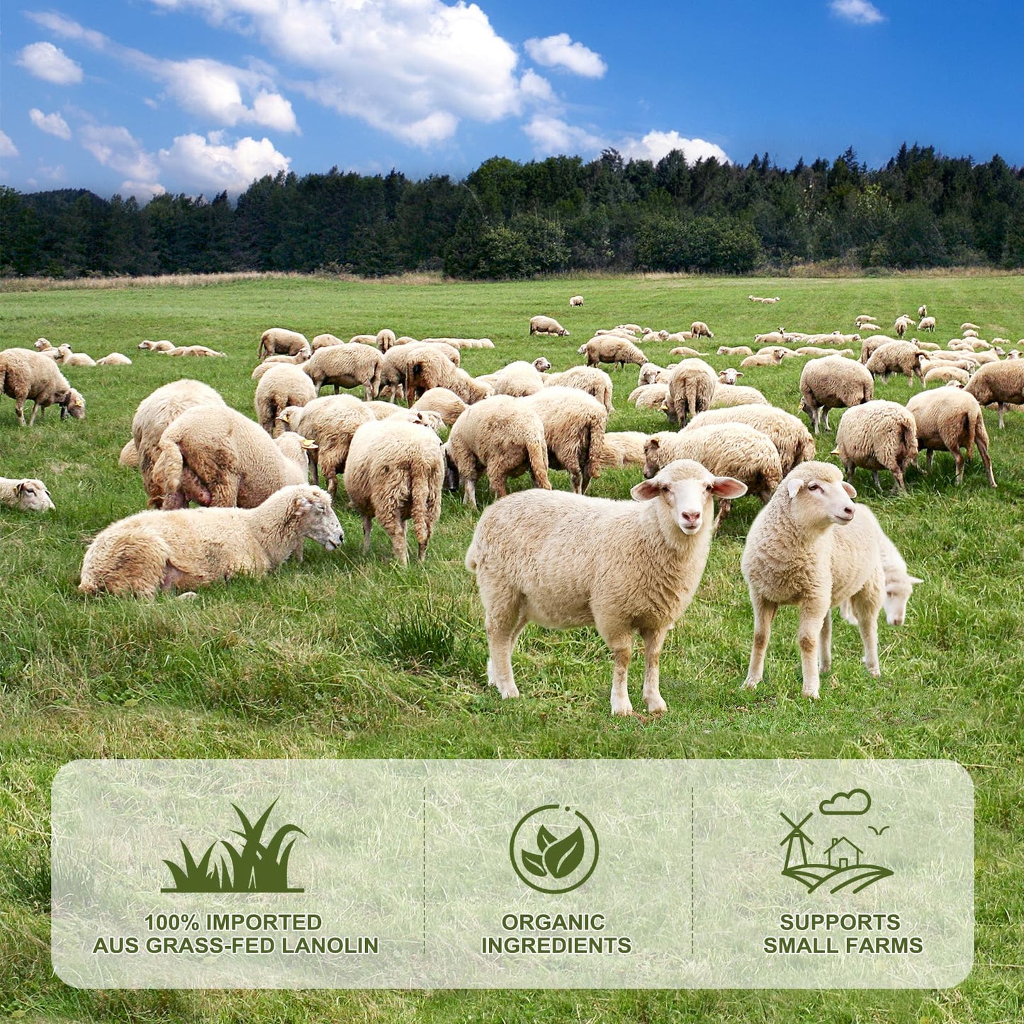 Chialing lanolin moisturizer for dry skin application