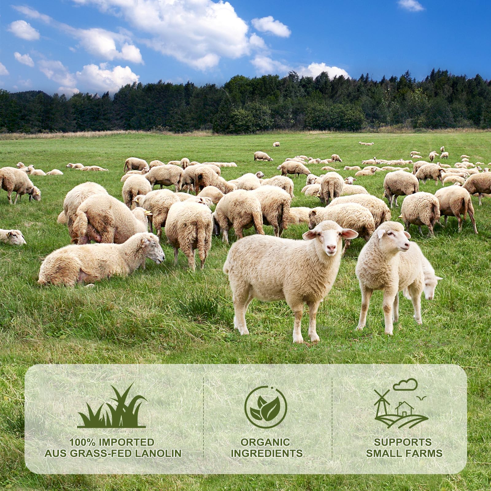 Chialing lanolin moisturizer for dry skin application
