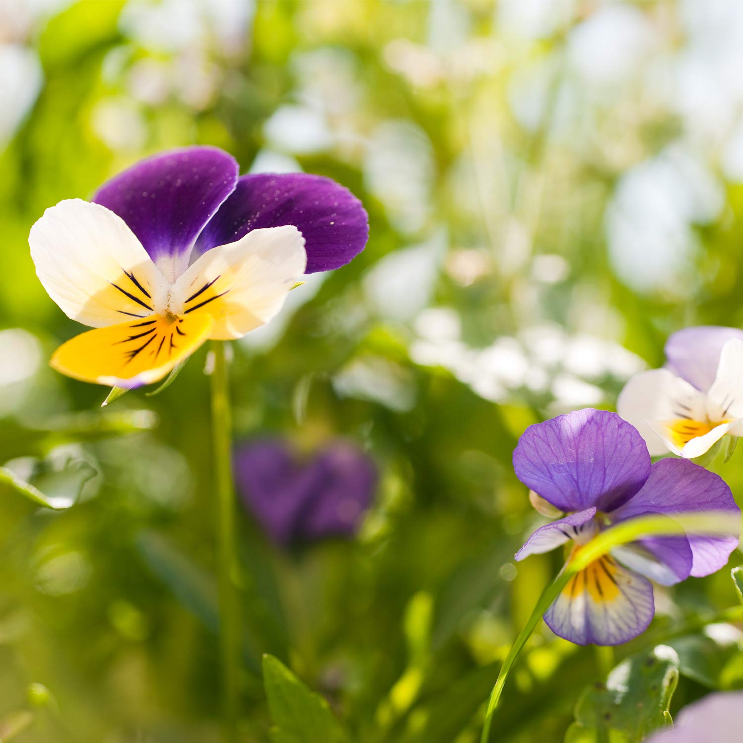 Ingredients and usage info on Weleda Skin Food jar