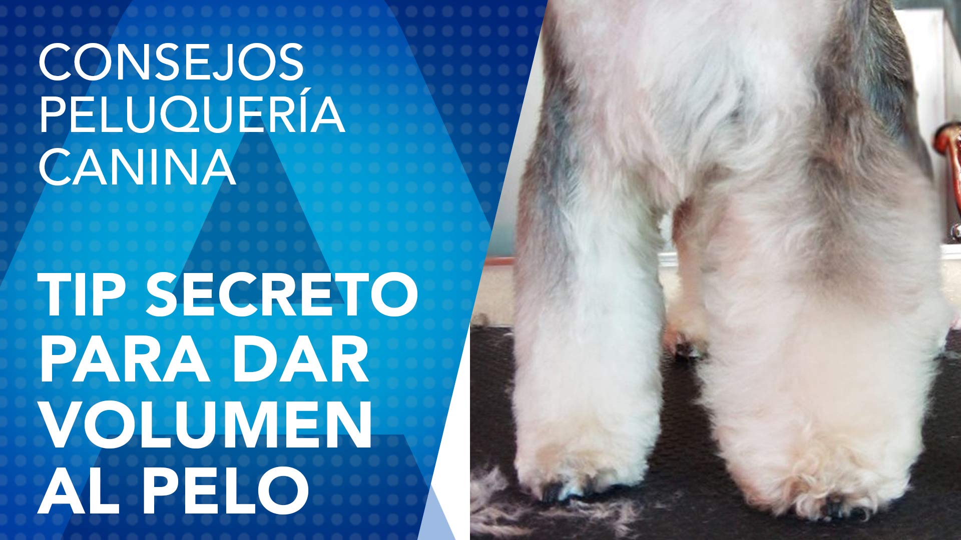 Aerosol canister of premium imported volumizing foam for dog and cat grooming