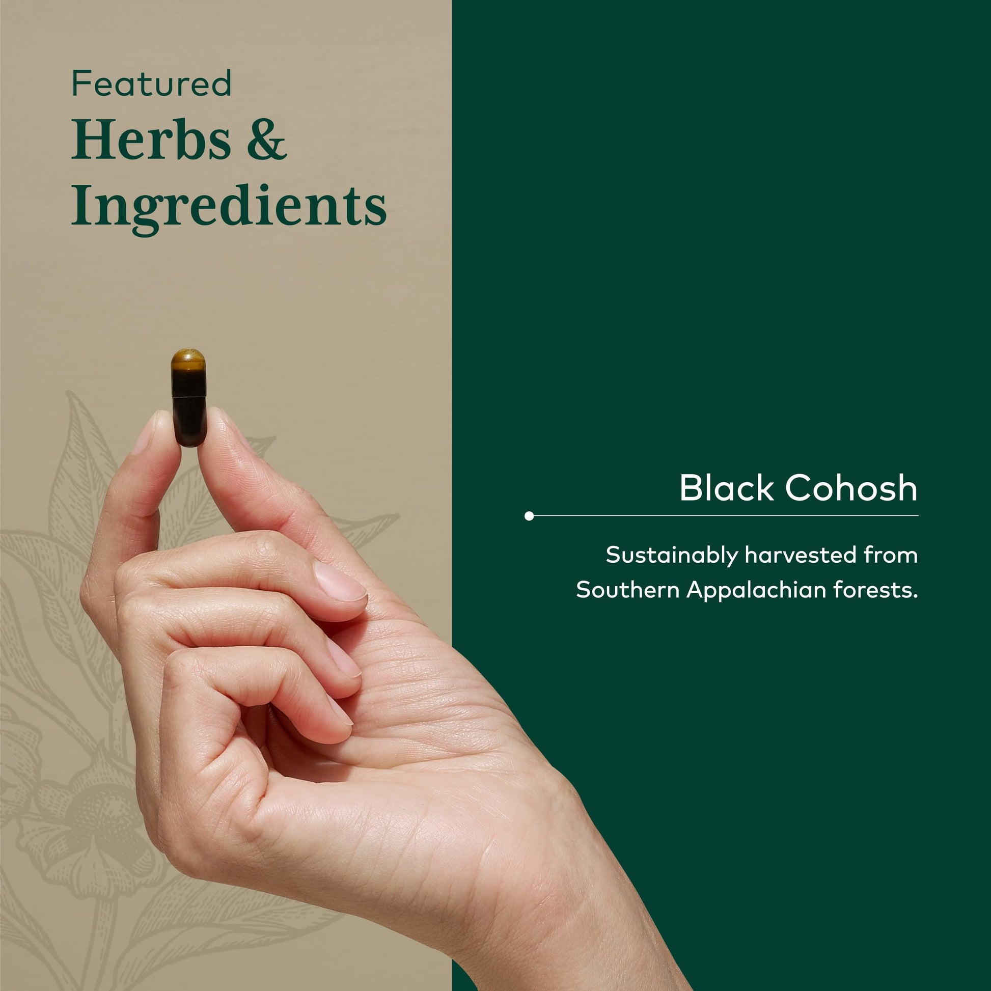 Gaia Herbs Pro Black Cohosh branding and dosage information