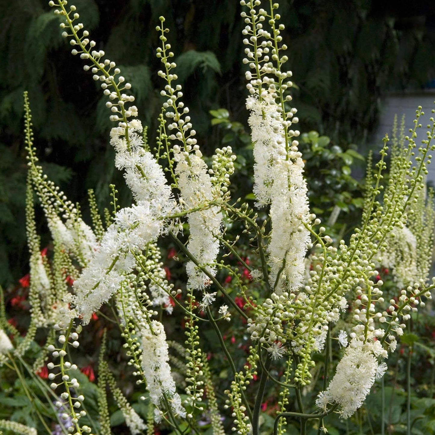 Authentic Earthborn Elements Black Cohosh USA imported packaging