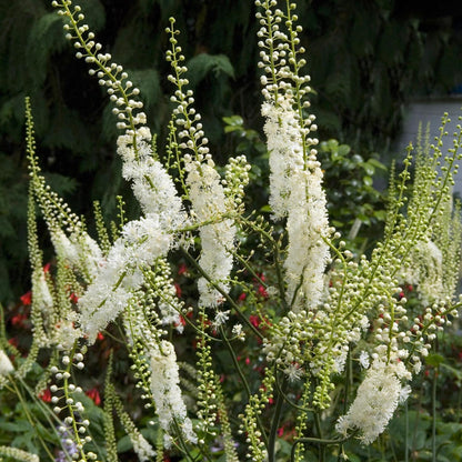 Authentic Earthborn Elements Black Cohosh USA imported packaging