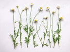The Bloomin Herb Shoppe four ounce chamomile powder being measured for brewing