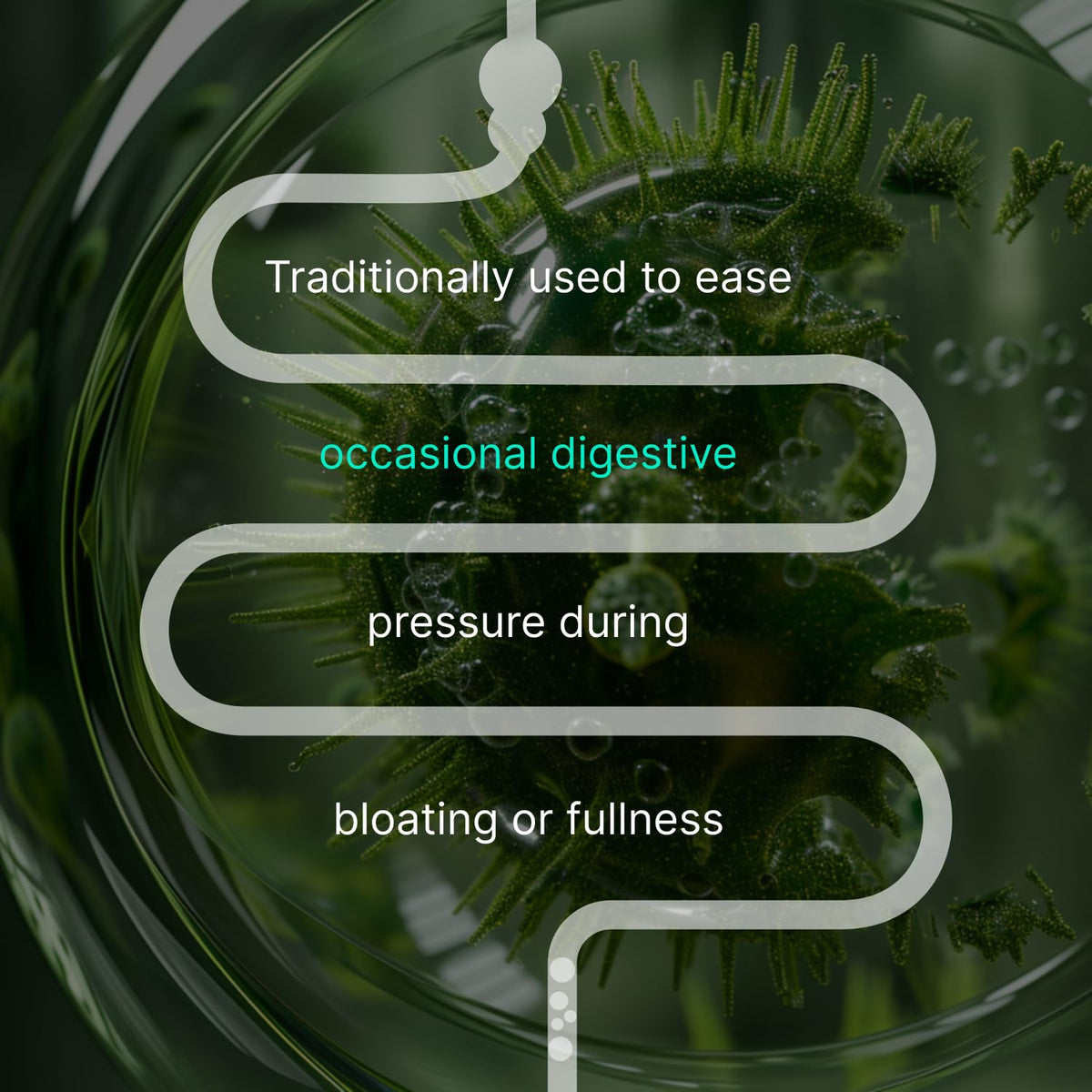 Authenta IBShield authentic imported wellness drops side view instructions