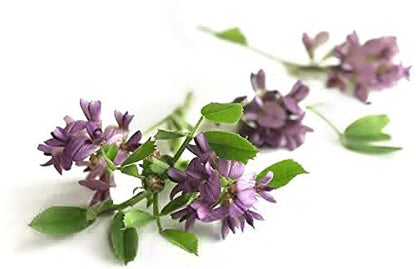 8 ounce packaging of Nature Tea Alfalfa herbal supplement