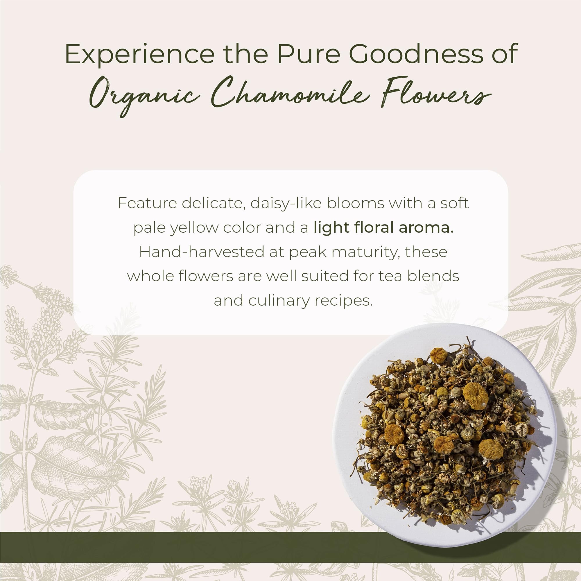Starwest Botanicals whole dried chamomile flowers showing the pale yellow Matricaria recutita blooms out of the packaging.