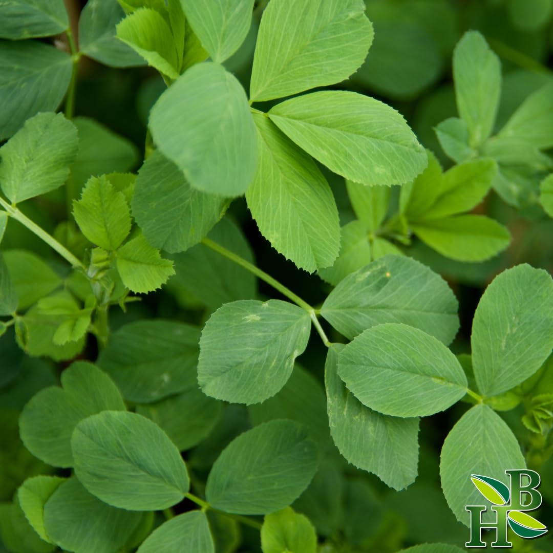 Close up of Herb To Body Alfalfa Leaf texture in resealable packaging