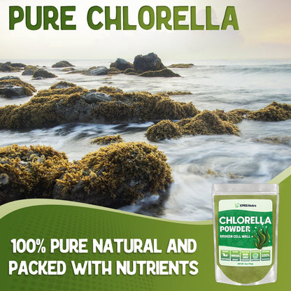 Scoop of XPRS Nutra chlorella powder showing fine consistency