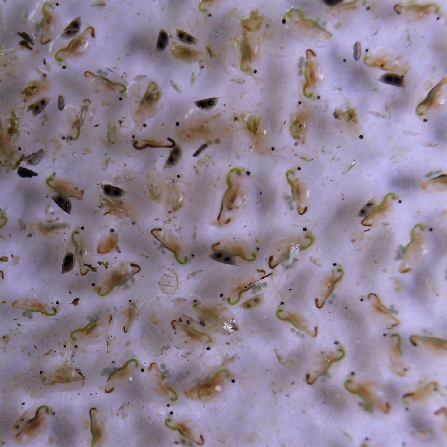 Instructions for mixing Chlorella powder with water