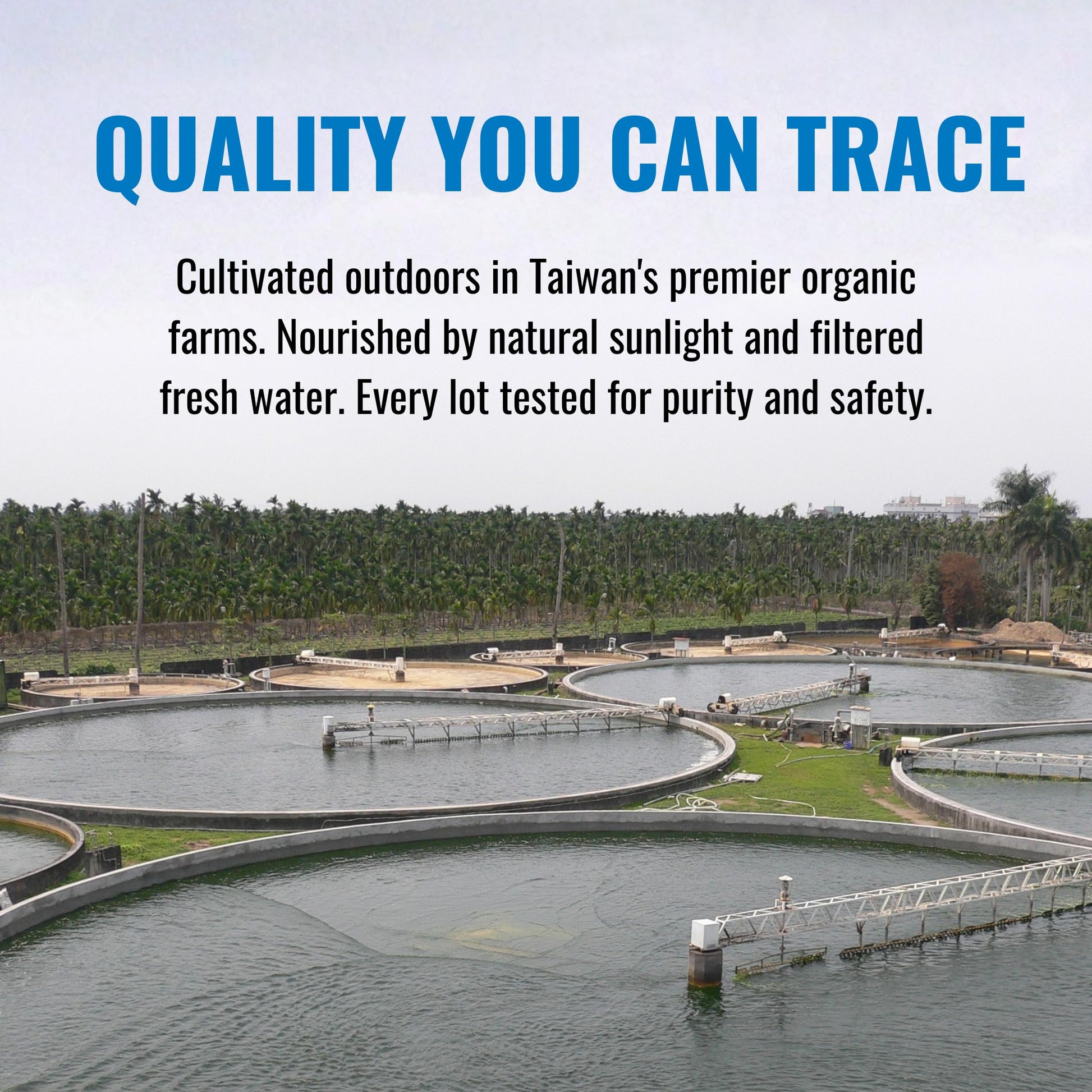 On Target Living algae blend ingredients list and purity