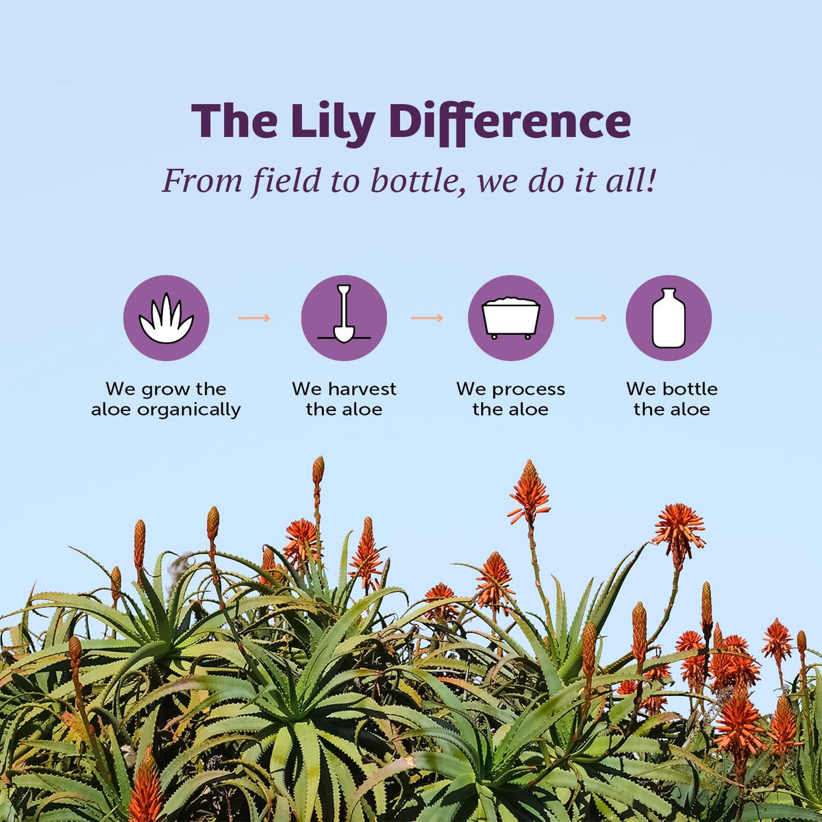 Group display of Lily of the Desert dietary supplement bottles