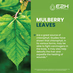 Concentrated chlorophyll dietary supplement from mulberry leaves highlighting internal deodorant properties
