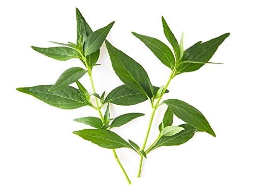 Pure Green Chirette herbal powder by Foodherbs for immune support