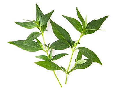 Pure Green Chirette herbal powder by Foodherbs for immune support