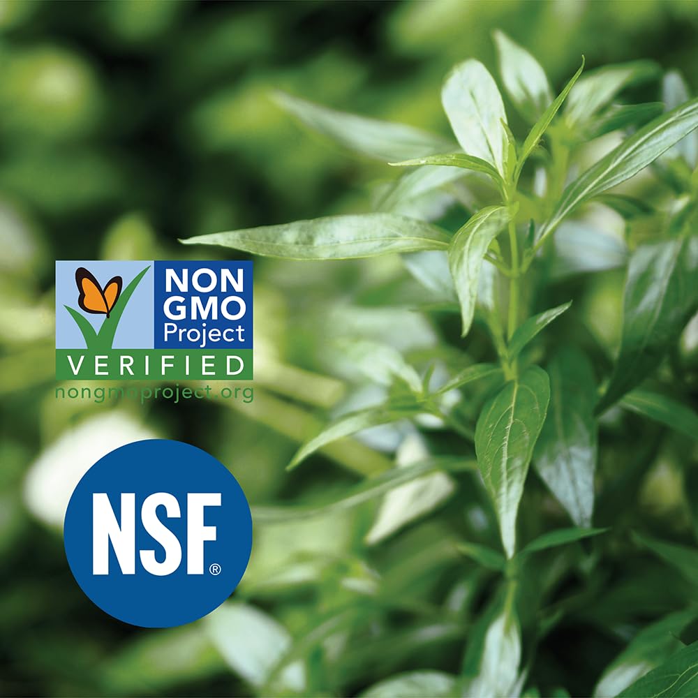 Close up of pure plant based standardized andrographolides dietary capsules highlighting vegetarian formula