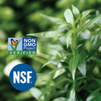 Close up of pure plant based standardized andrographolides dietary capsules highlighting vegetarian formula
