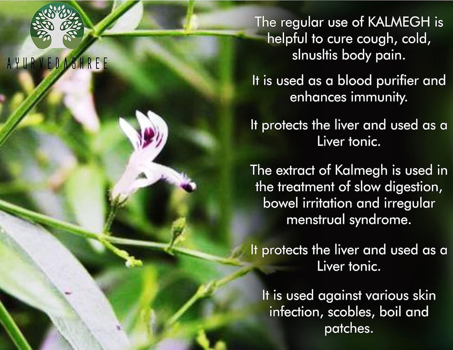 Close up of 100 grams King of Bitters powder used for respiratory health and sinus support