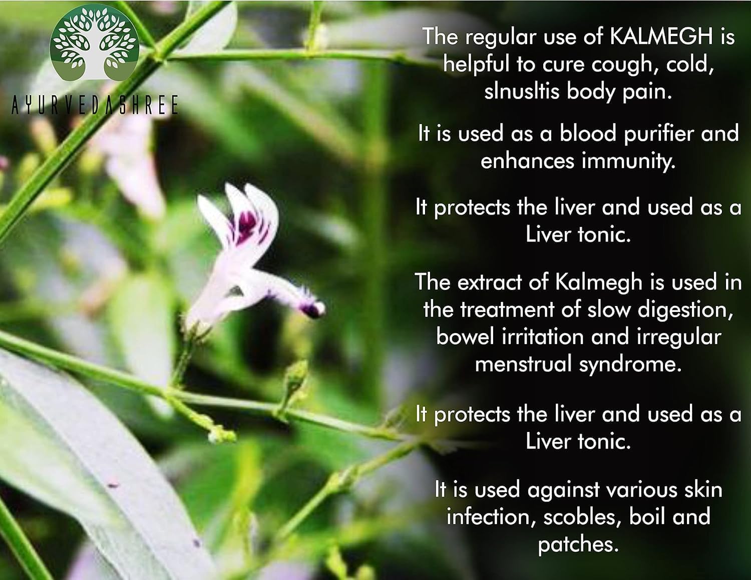 Close up of 100 grams King of Bitters powder used for respiratory health and sinus support
