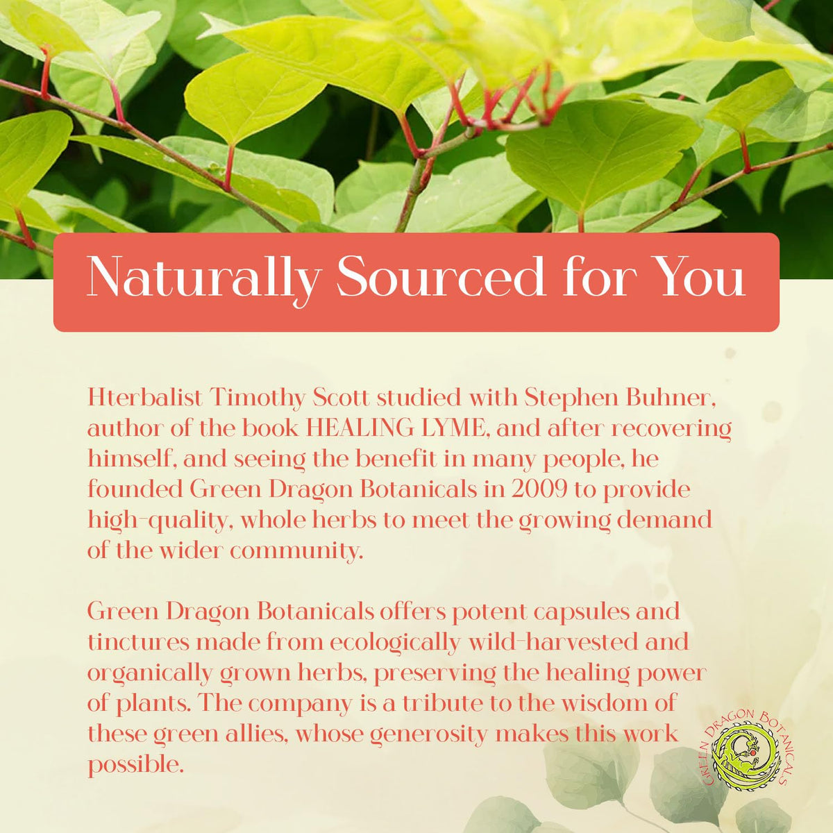 Authentic Green Dragon Botanicals natural defense bitter herb formula close up