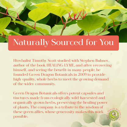 Authentic Green Dragon Botanicals natural defense bitter herb formula close up