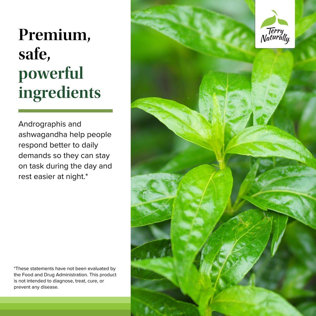 Close up of the supplement facts panel on Terry Naturally immune defense capsule bottle.