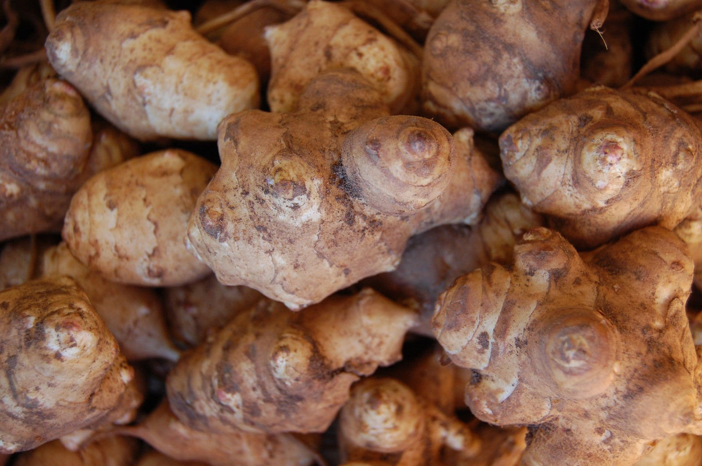 Fresh knobby organic sunchoke root vegetables displayed on a kitchen counter showing their natural potato-like texture