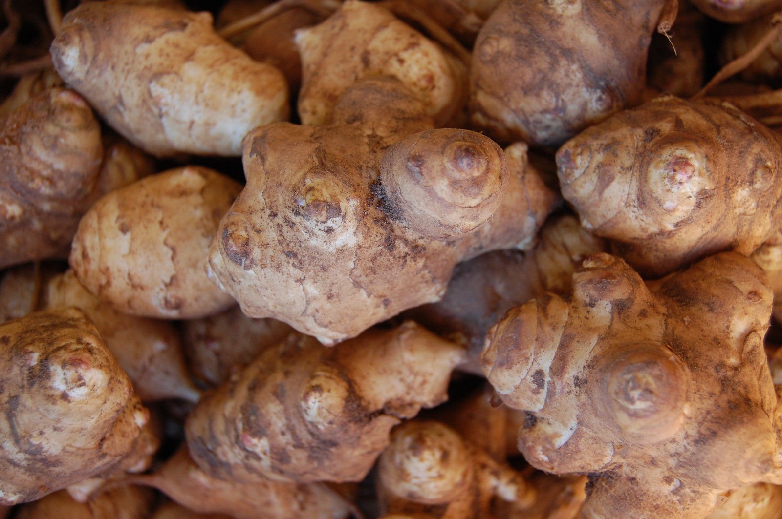 Fresh knobby organic sunchoke root vegetables displayed on a kitchen counter showing their natural potato-like texture