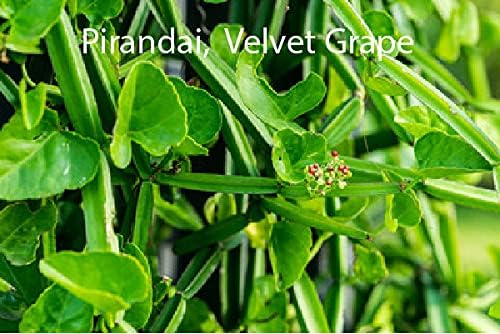 Diets Organics Veld Grape herbal supplement container for improving bone density.