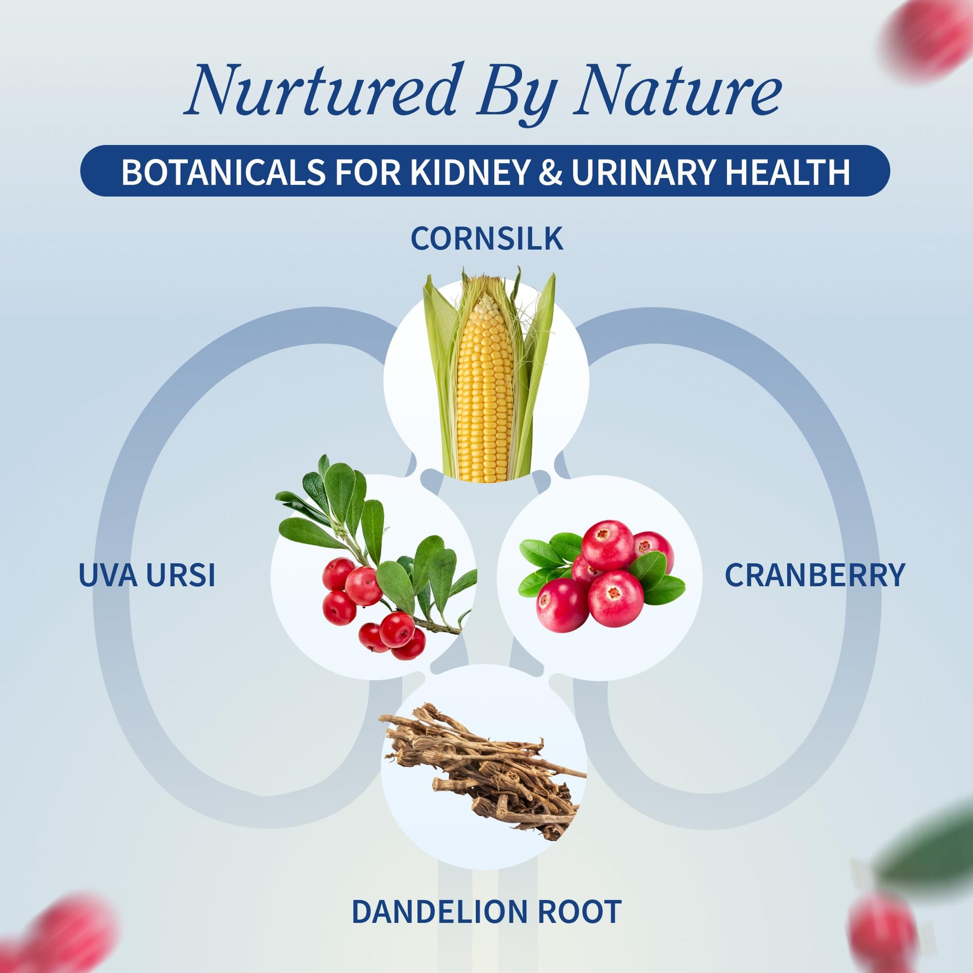 Snap Supplements Kidney Health Support uva ursi and cranberry capsules