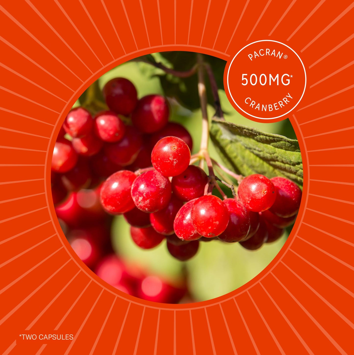 Sunergetic Premium Kidney Cleanse dietary supplement illustrating the inclusion of premium vita-cran cranberry powder extract