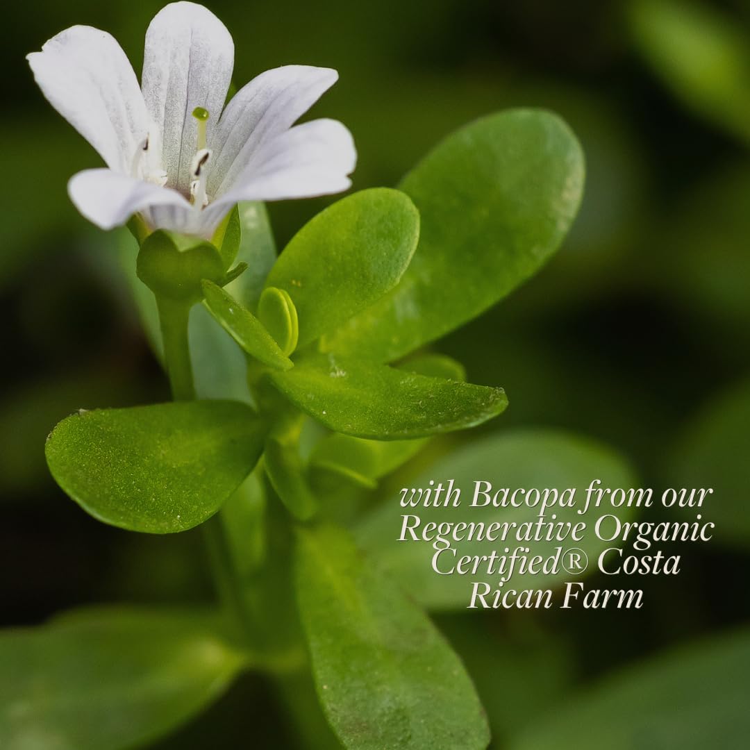 Close up of the nutritional facts panel on the Kokora organic memory and focus supplement.