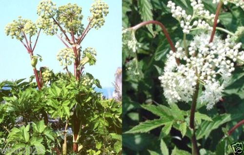 Angelica sinensis premium herbal supplement seeds plant illustration.