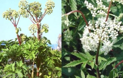 Angelica sinensis premium herbal supplement seeds plant illustration.