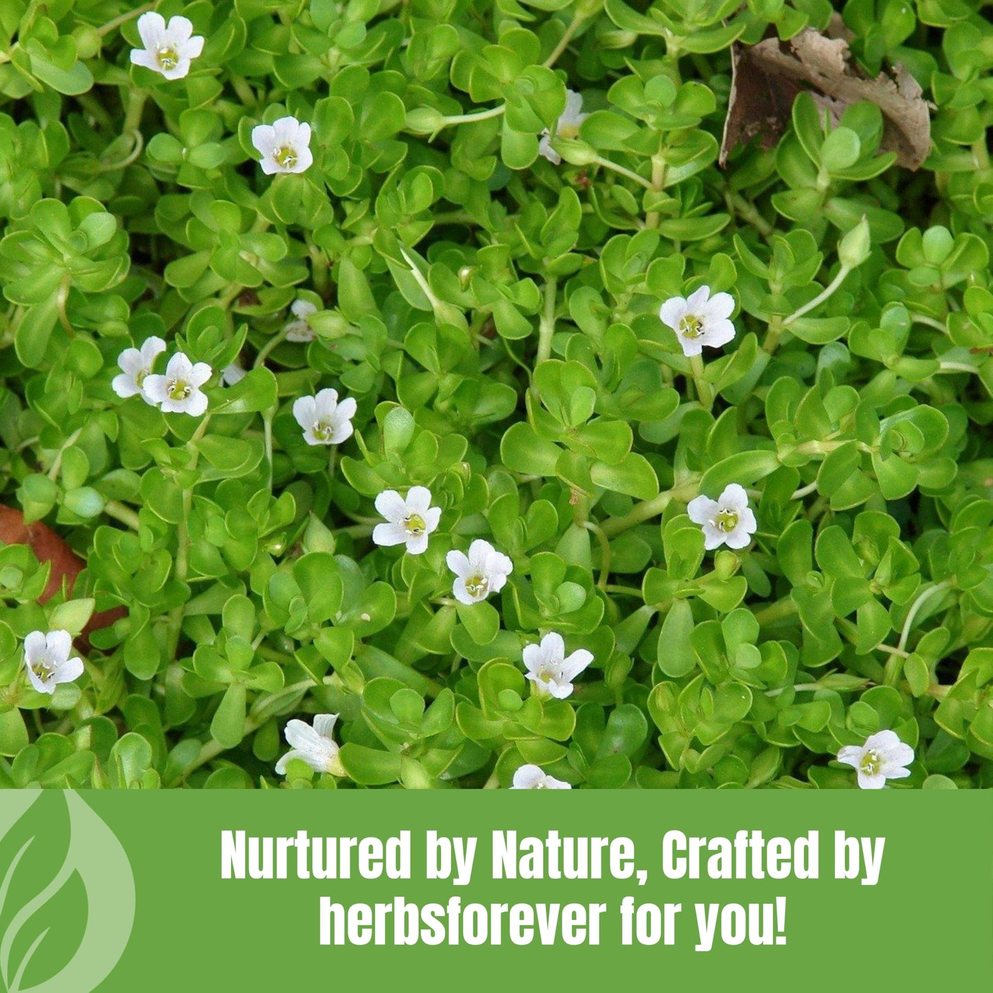 Premium wild harvested Herbsforever Brahmi Ayurvedic powder nutritional information label