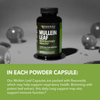 Havasu Nutrition Mullein Leaf 5000mg equivalent supplement