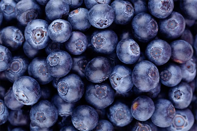 Back label view of Jovvily bilberry powder supplement with clear ingredient profile and origin information.