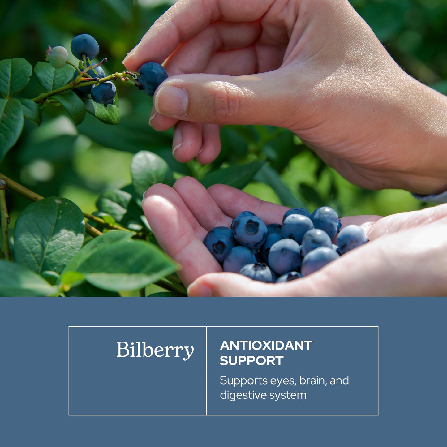 Eclectic Herb non GMO vegan bilberry capsules side view showing purity details