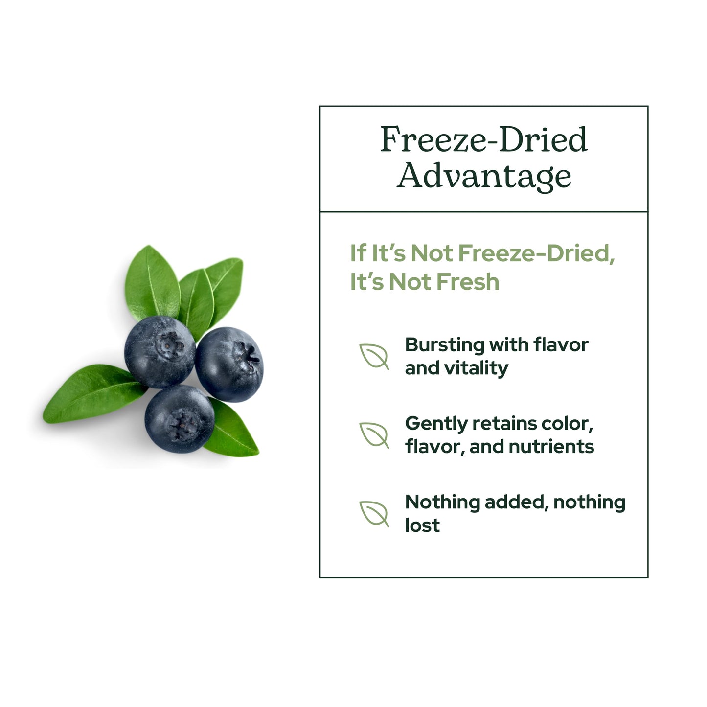 Concentrated freeze dried bilberry powder fine texture close up view