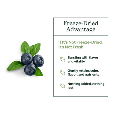 Concentrated freeze dried bilberry powder fine texture close up view