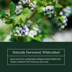 Eclectic Herb antioxidant supplement jar showcasing clean whole food ingredients