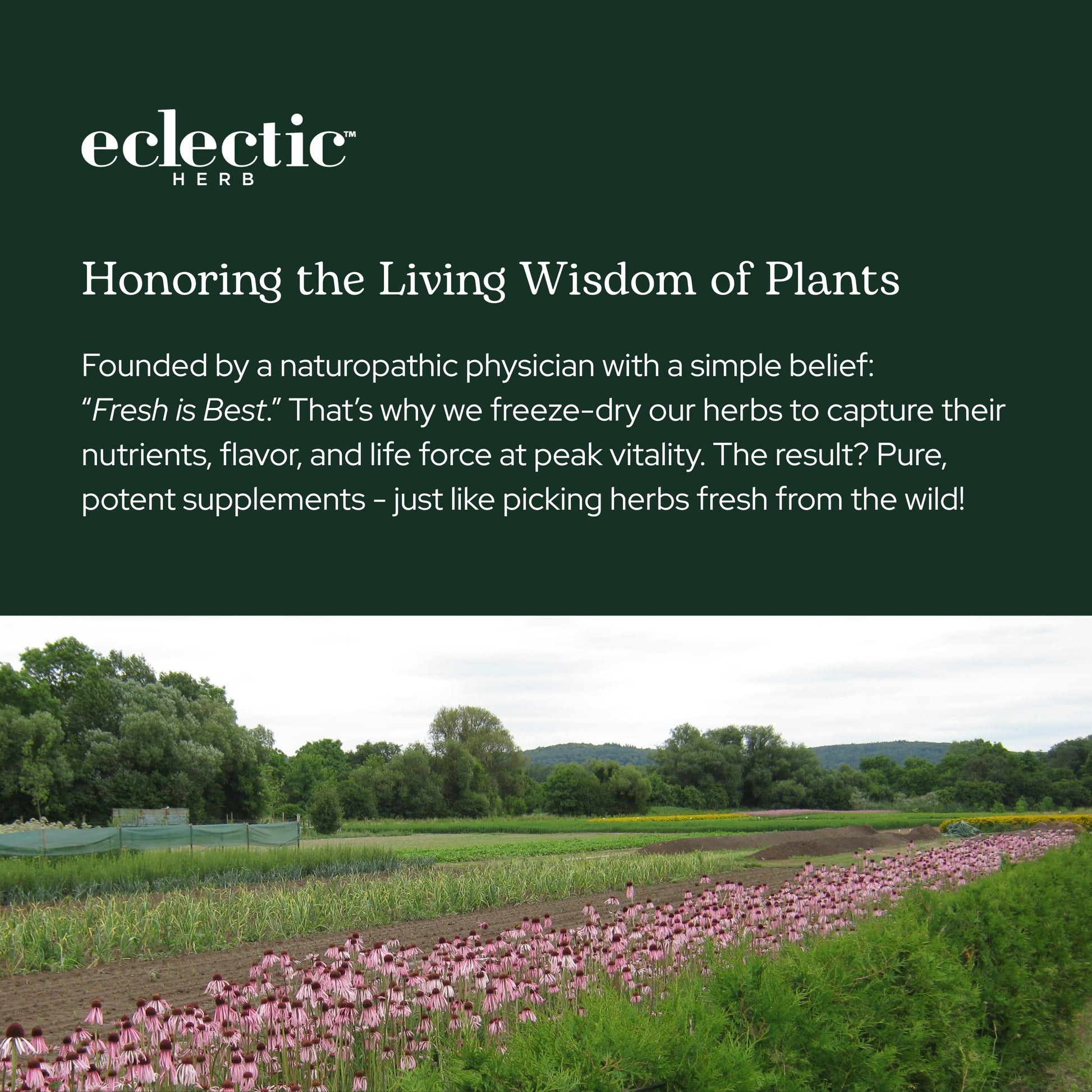 Eclectic Herb bilberry berry powder dietary supplement side panel details