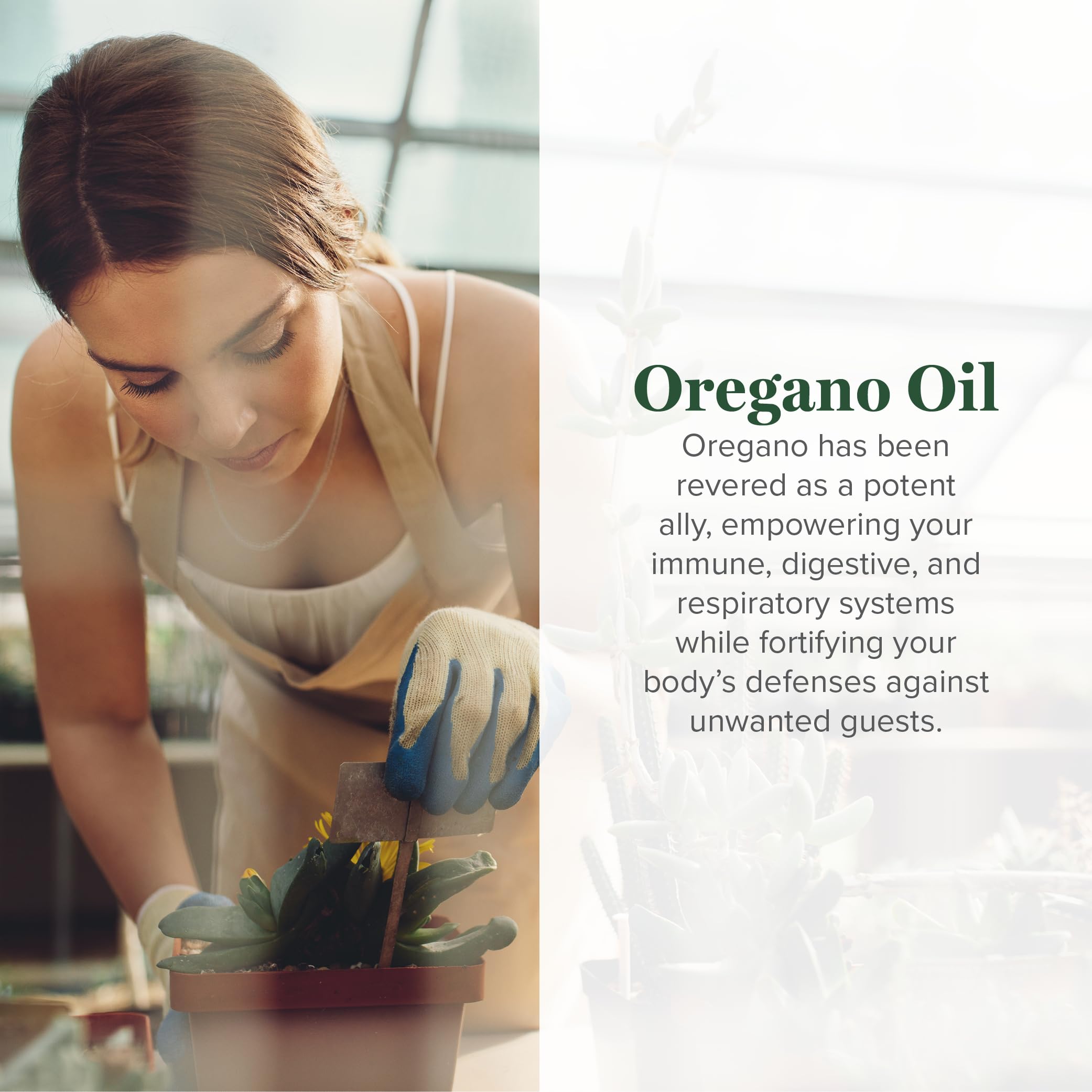 Global Healing liquid oregano capsules bottle showing supplement facts and organic ingredients