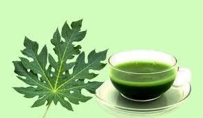 Close up of organic Carica papaya leaves for herbal tea
