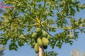 8 ounce pack of natural fresh papaya leaves for wellness