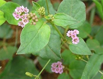 Pure Boerhavia diffusa finely ground herbal supplement packaging detail with botanical ingredient facts
