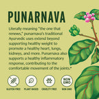 Boerhavia diffusa root powder texture on a spoon for Ayurvedic wellness